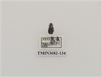 藏品(鞘翅目(2))的圖片